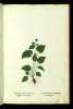  Fol. 275 

Anagallis theleia platiphyllos.
Buglossum minimum alijs
Anagallis foemina platyphyllos
Lycopsideis species: